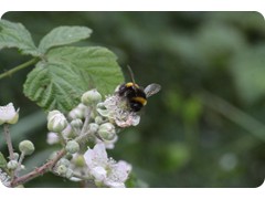 bugsNstuff (3)