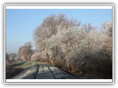 frostybotany1