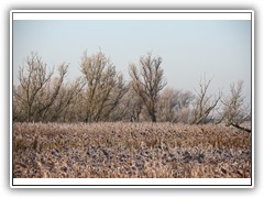 frostybotany10