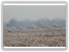 frostybotany13