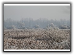 frostybotany14