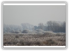 frostybotany15