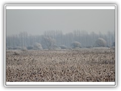 frostybotany16