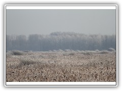 frostybotany18