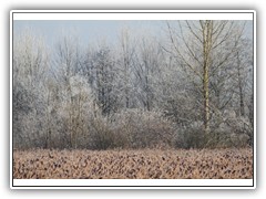 frostybotany22