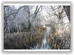 frostybotany3