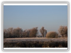 frostybotany5
