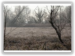 frostybotany6