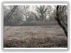 frostybotany7
