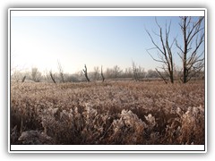 frostybotany8