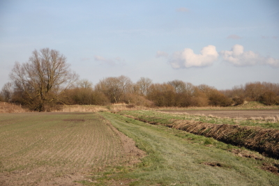 The site