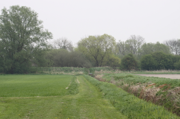 The site